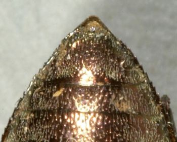 Media type: image;   Entomology 2694 Aspect: anal sclerite